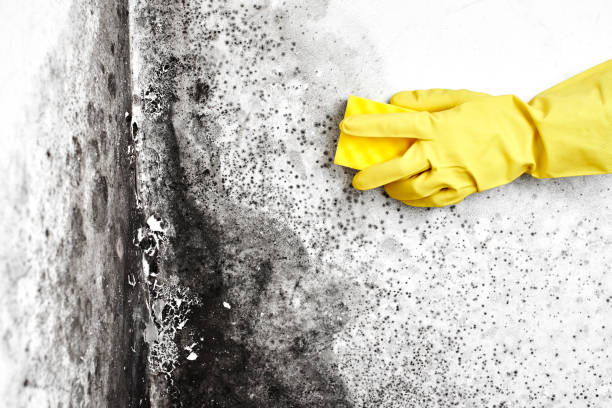 Best Black Mold Removal  in Oracle, AZ