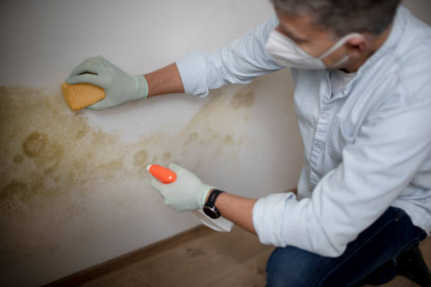 Best Black Mold Removal  in Oracle, AZ