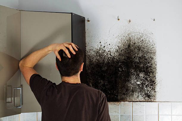 Professional Mold Removal in Oracle, AZ